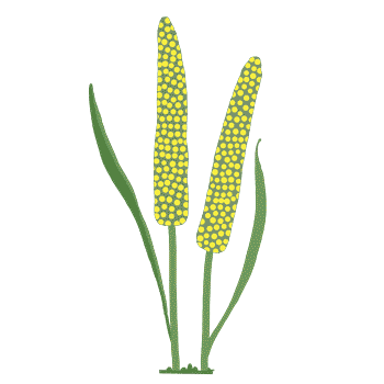 Grains & Millets